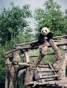 Giant panda, Xian China
